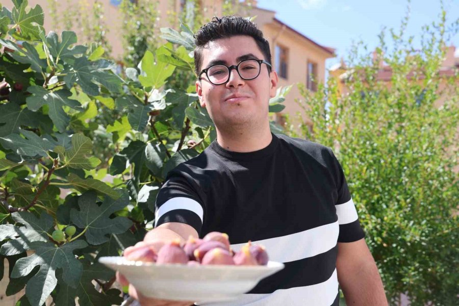 Konya’da Yetişmesi Zor Bilinen İnciri Apartman Bahçesinde Yetiştirdi