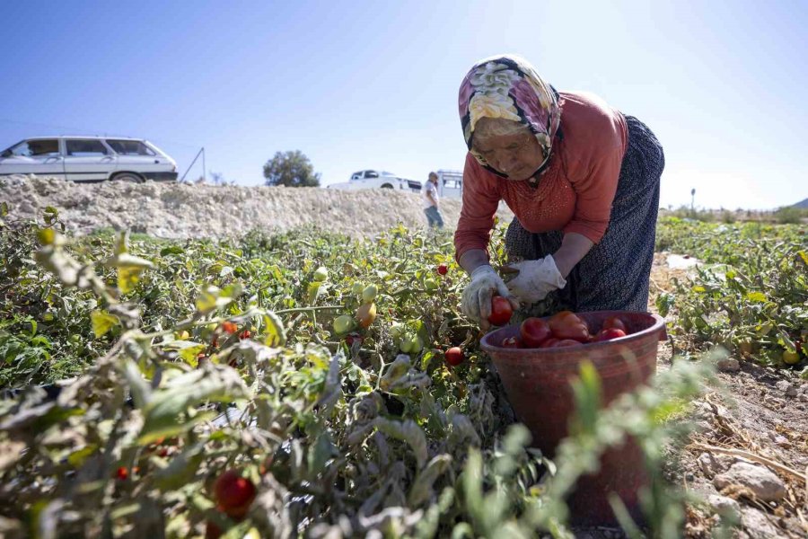 Mersin’de Üreticiye Yüzde 70 Hibeli Domates Fidesi Desteği