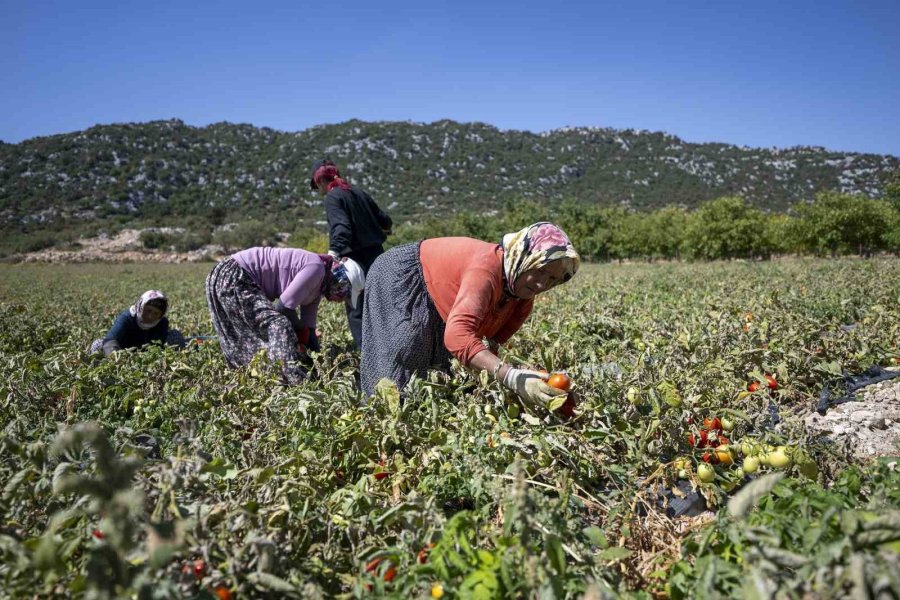 Mersin’de Üreticiye Yüzde 70 Hibeli Domates Fidesi Desteği