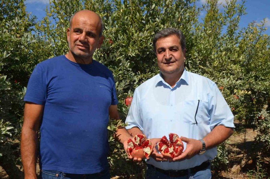 Serik’te Nar Hasadı Başladı