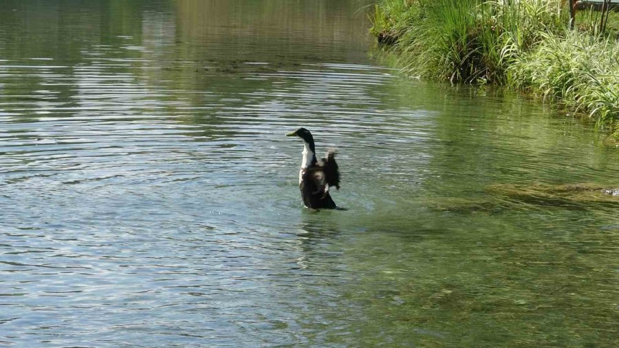 Antalya’ya Yeşil Bayrak Onuru: Atatürk Kültür Parkı Uluslararası Ödüle Layık Görüldü