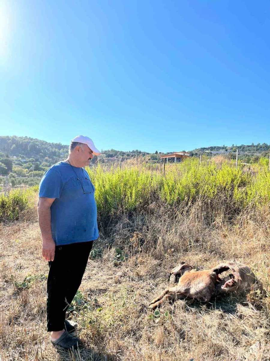 İstanbul’a Bir Günlüğüne İş Seyahatine Gitti, Döndüğüne Keçilerini Parçalanmış Halde Buldu