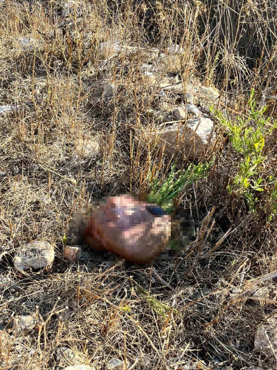 İstanbul’a Bir Günlüğüne İş Seyahatine Gitti, Döndüğüne Keçilerini Parçalanmış Halde Buldu
