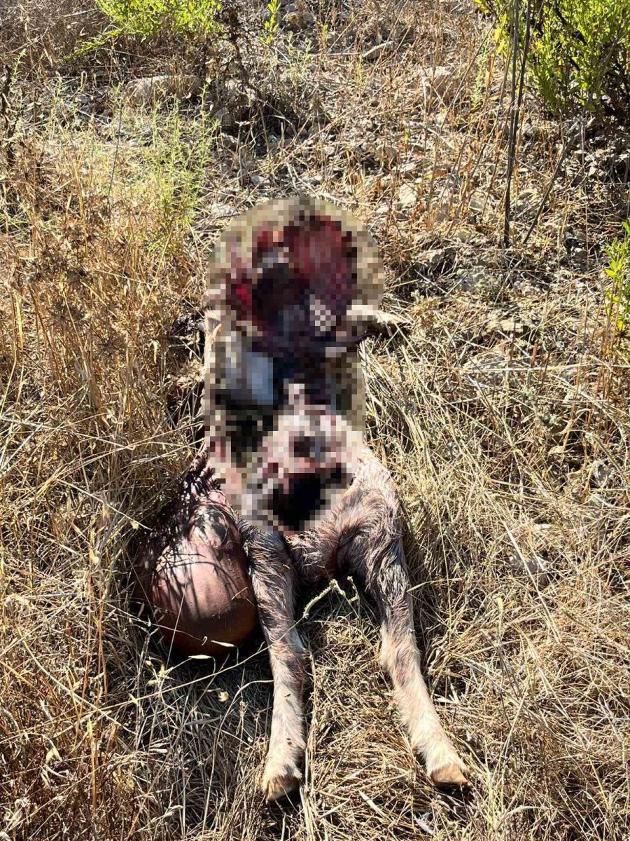 İstanbul’a Bir Günlüğüne İş Seyahatine Gitti, Döndüğüne Keçilerini Parçalanmış Halde Buldu