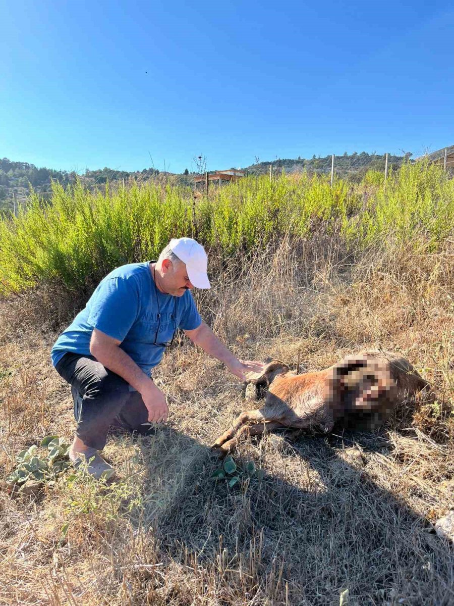 İstanbul’a Bir Günlüğüne İş Seyahatine Gitti, Döndüğüne Keçilerini Parçalanmış Halde Buldu