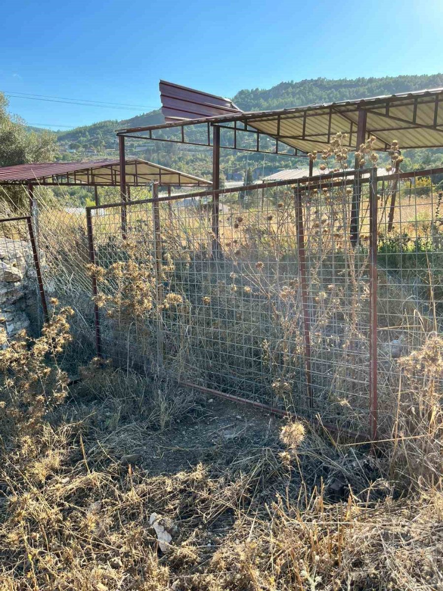 İstanbul’a Bir Günlüğüne İş Seyahatine Gitti, Döndüğüne Keçilerini Parçalanmış Halde Buldu