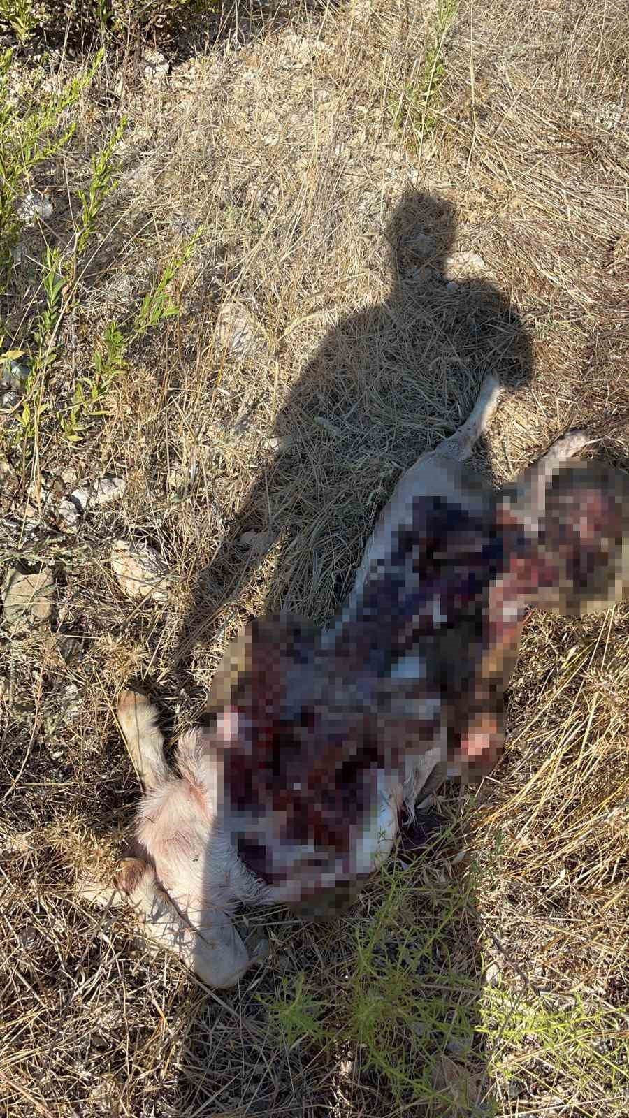 İstanbul’a Bir Günlüğüne İş Seyahatine Gitti, Döndüğüne Keçilerini Parçalanmış Halde Buldu