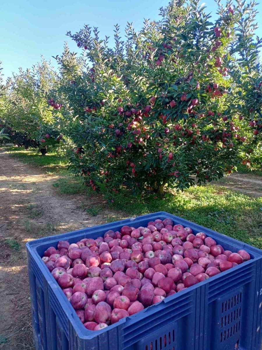 Beyşehir’in Elma Deposu Mahallesinde Hasat Mesaisi Sürüyor