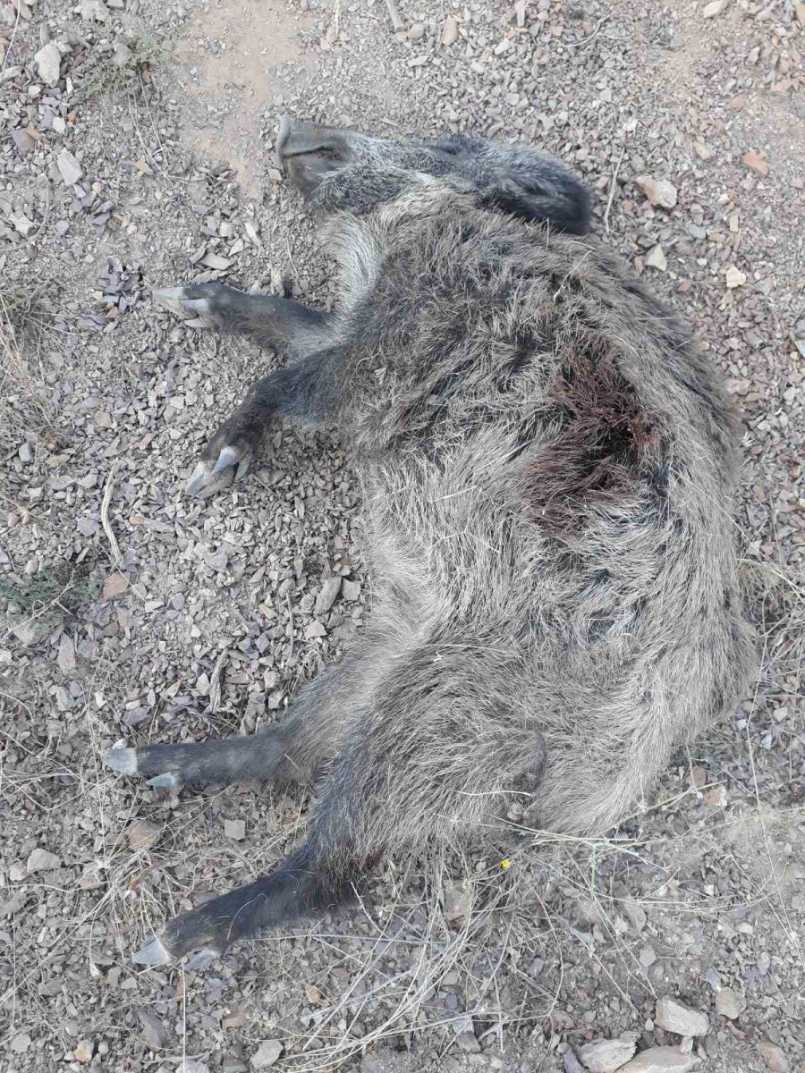 Hüyük’te Yaban Domuzları İçin Sürek Avı Yapıldı