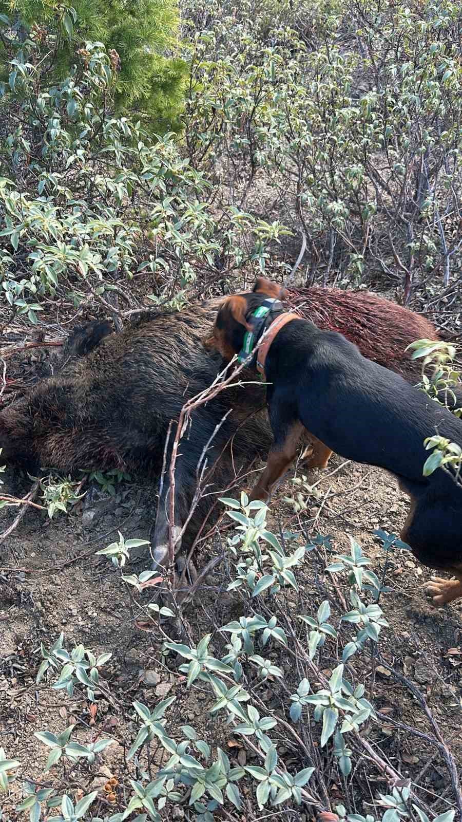 Hüyük’te Yaban Domuzları İçin Sürek Avı Yapıldı