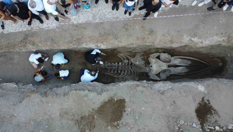 Heyecanlandıran Keşif: ’16 Metrelik ’balina’nın Kafatası Ve Gövdesi Tamamen Ortaya Çıktı
