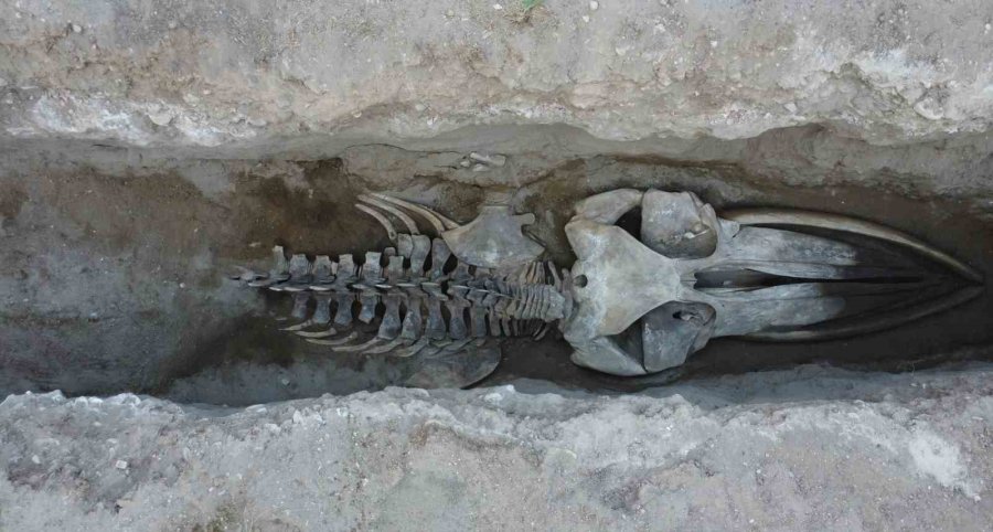 Heyecanlandıran Keşif: ’16 Metrelik ’balina’nın Kafatası Ve Gövdesi Tamamen Ortaya Çıktı