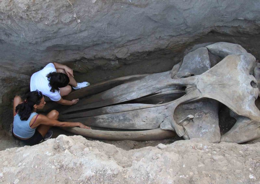 Heyecanlandıran Keşif: ’16 Metrelik ’balina’nın Kafatası Ve Gövdesi Tamamen Ortaya Çıktı