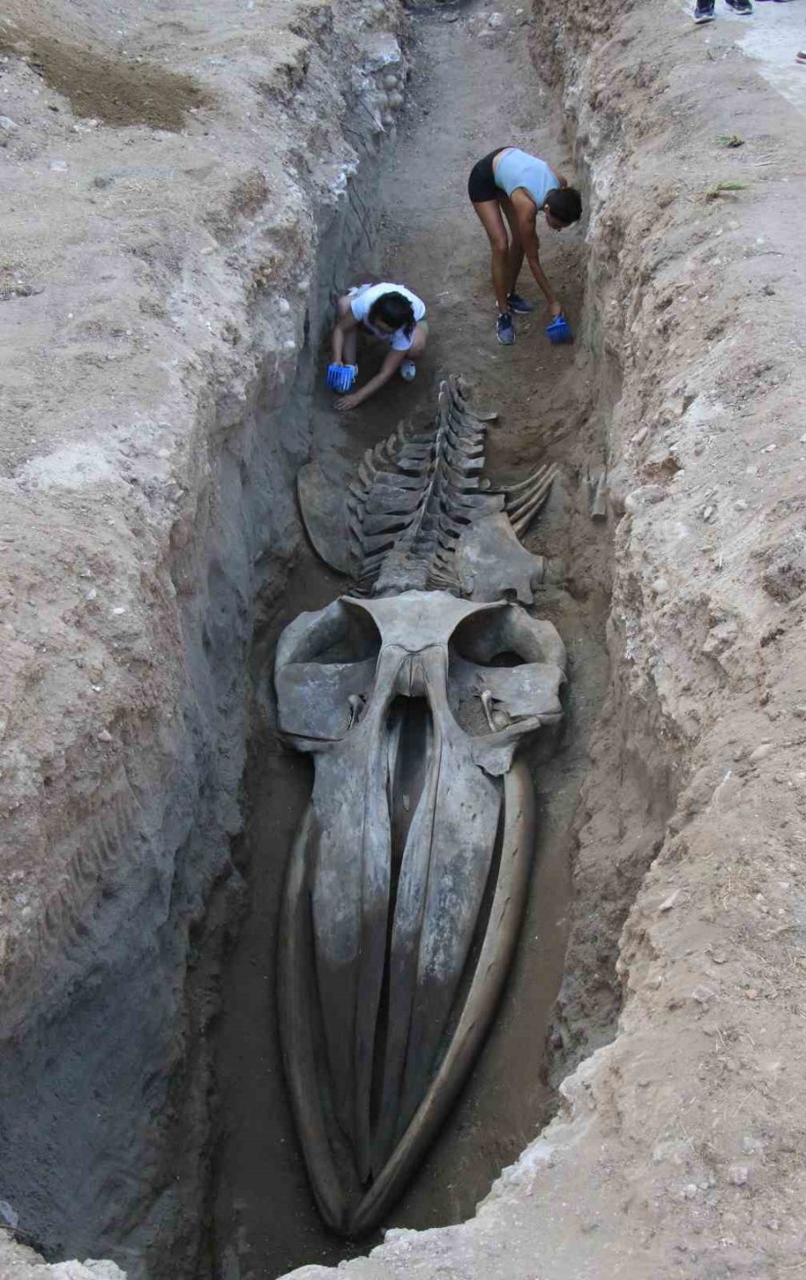 Heyecanlandıran Keşif: ’16 Metrelik ’balina’nın Kafatası Ve Gövdesi Tamamen Ortaya Çıktı