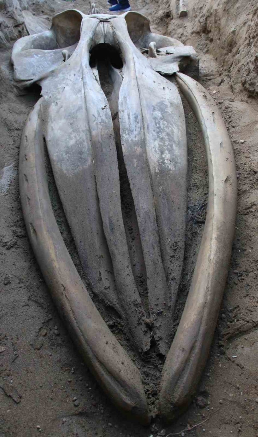 Heyecanlandıran Keşif: ’16 Metrelik ’balina’nın Kafatası Ve Gövdesi Tamamen Ortaya Çıktı