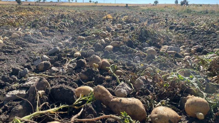 Beyşehir’de Patates Üreticisinin Artan Üretimle Yüzü Güldü