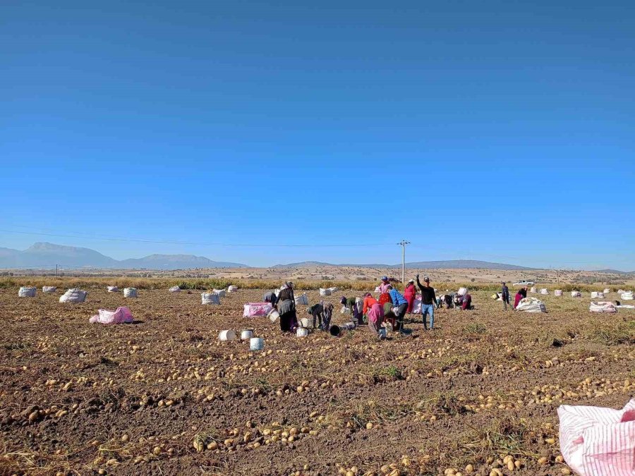 Beyşehir’de Patates Üreticisinin Artan Üretimle Yüzü Güldü