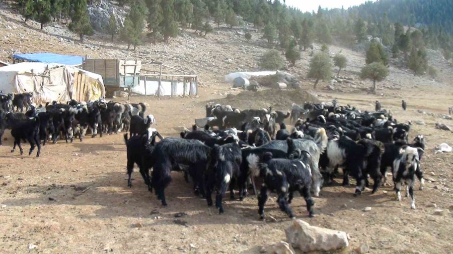 Antalya’da Yörüklerin 4 Aydır Kaldıkları Yaylalardan Dönüşleri Başladı