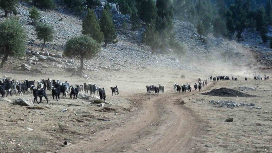 Antalya’da Yörüklerin 4 Aydır Kaldıkları Yaylalardan Dönüşleri Başladı