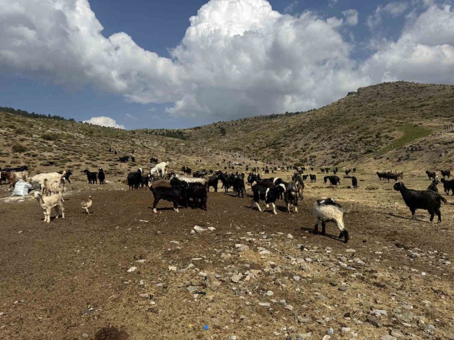 Antalya’da Yörüklerin 4 Aydır Kaldıkları Yaylalardan Dönüşleri Başladı