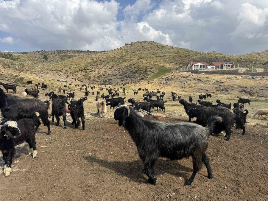 Antalya’da Yörüklerin 4 Aydır Kaldıkları Yaylalardan Dönüşleri Başladı