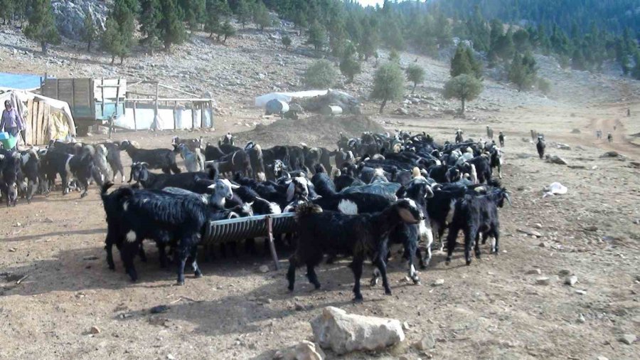 Antalya’da Yörüklerin 4 Aydır Kaldıkları Yaylalardan Dönüşleri Başladı