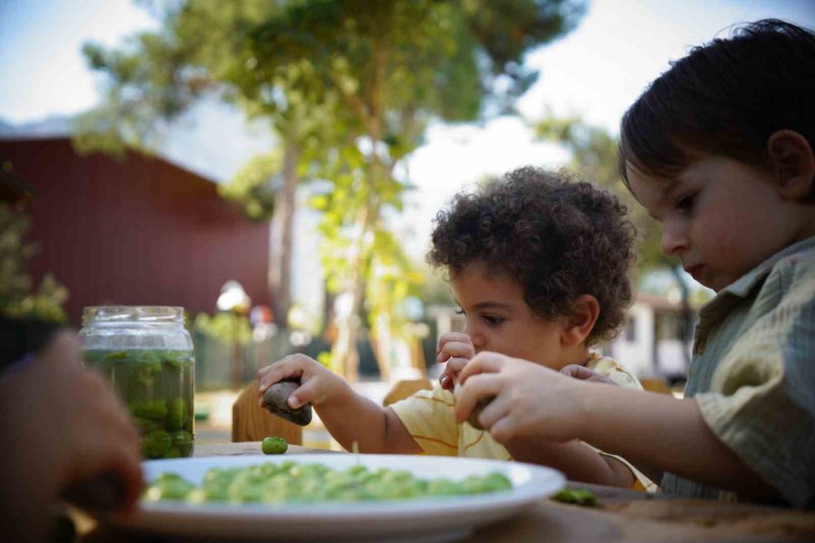 Ekiplerin Topladığı Zeytinleri Minikler İşledi