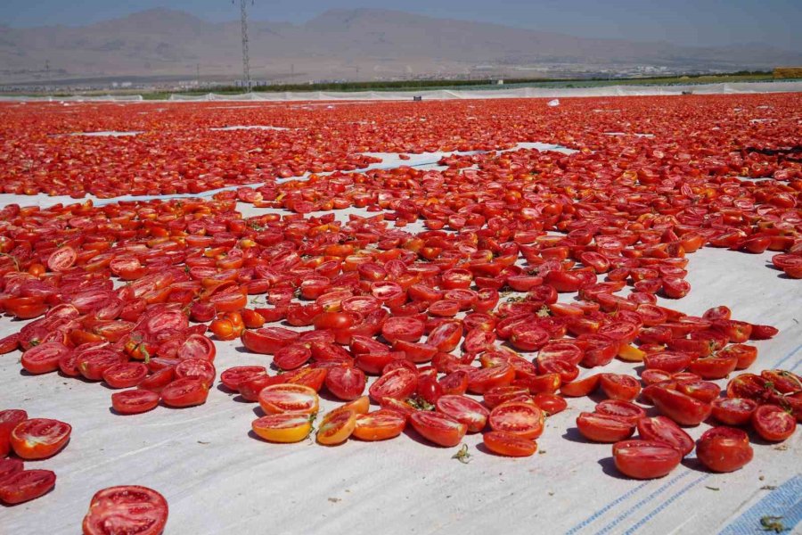 Niğde’de Güneşte Kuruyan Domatesler Dünya Sofralarında