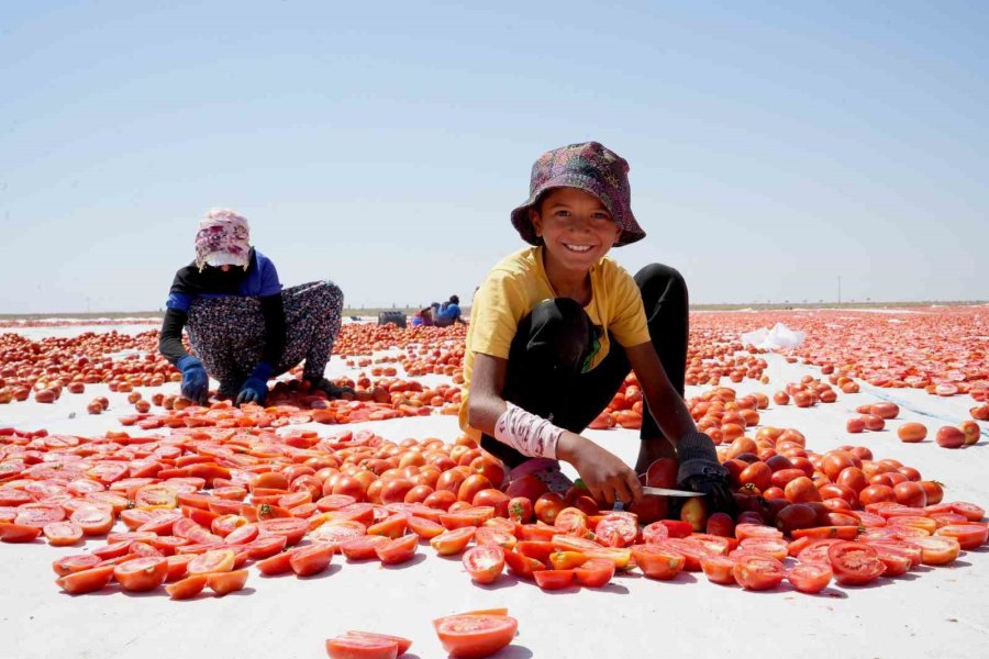 Niğde’de Güneşte Kuruyan Domatesler Dünya Sofralarında