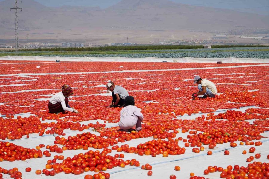 Niğde’de Güneşte Kuruyan Domatesler Dünya Sofralarında