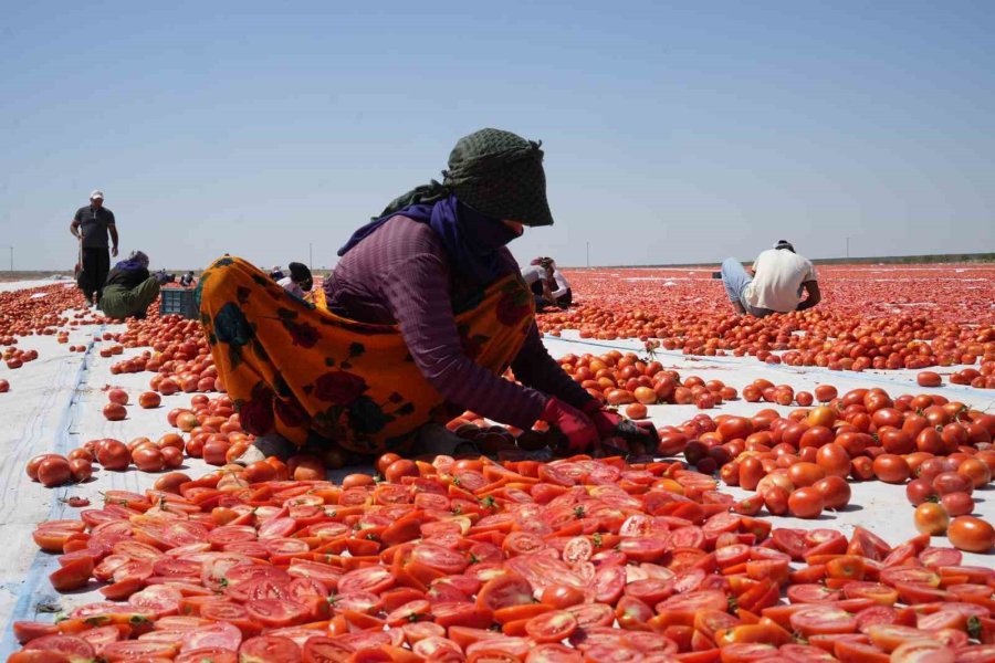 Niğde’de Güneşte Kuruyan Domatesler Dünya Sofralarında