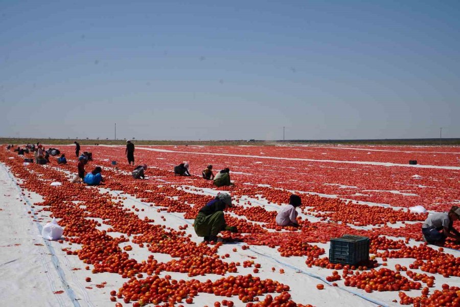 Niğde’de Güneşte Kuruyan Domatesler Dünya Sofralarında