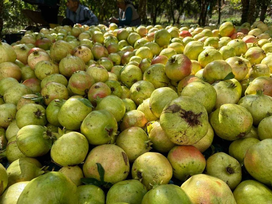 Antalya’da Coğrafi İşaretli Çekirdeksiz Narın Hasadı Başladı