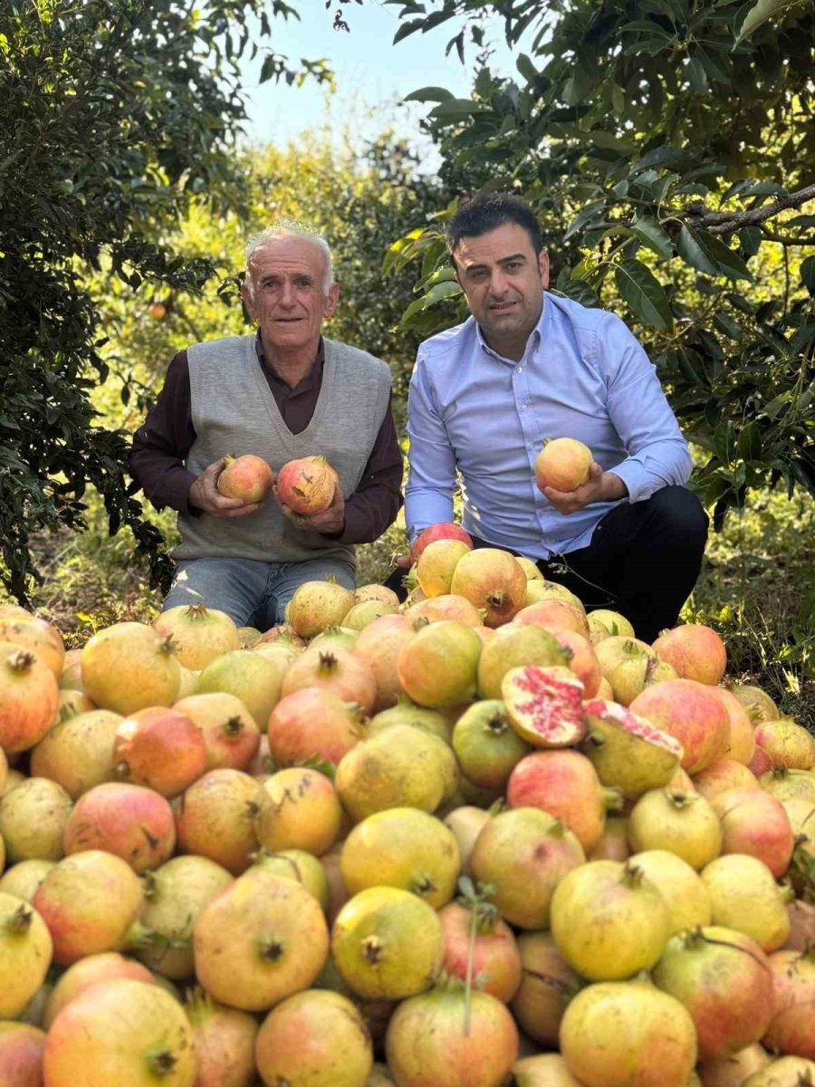 Antalya’da Coğrafi İşaretli Çekirdeksiz Narın Hasadı Başladı