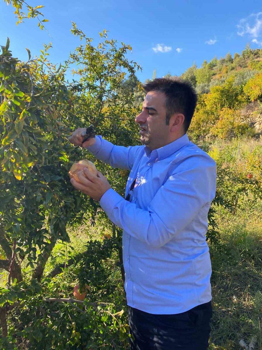 Antalya’da Coğrafi İşaretli Çekirdeksiz Narın Hasadı Başladı