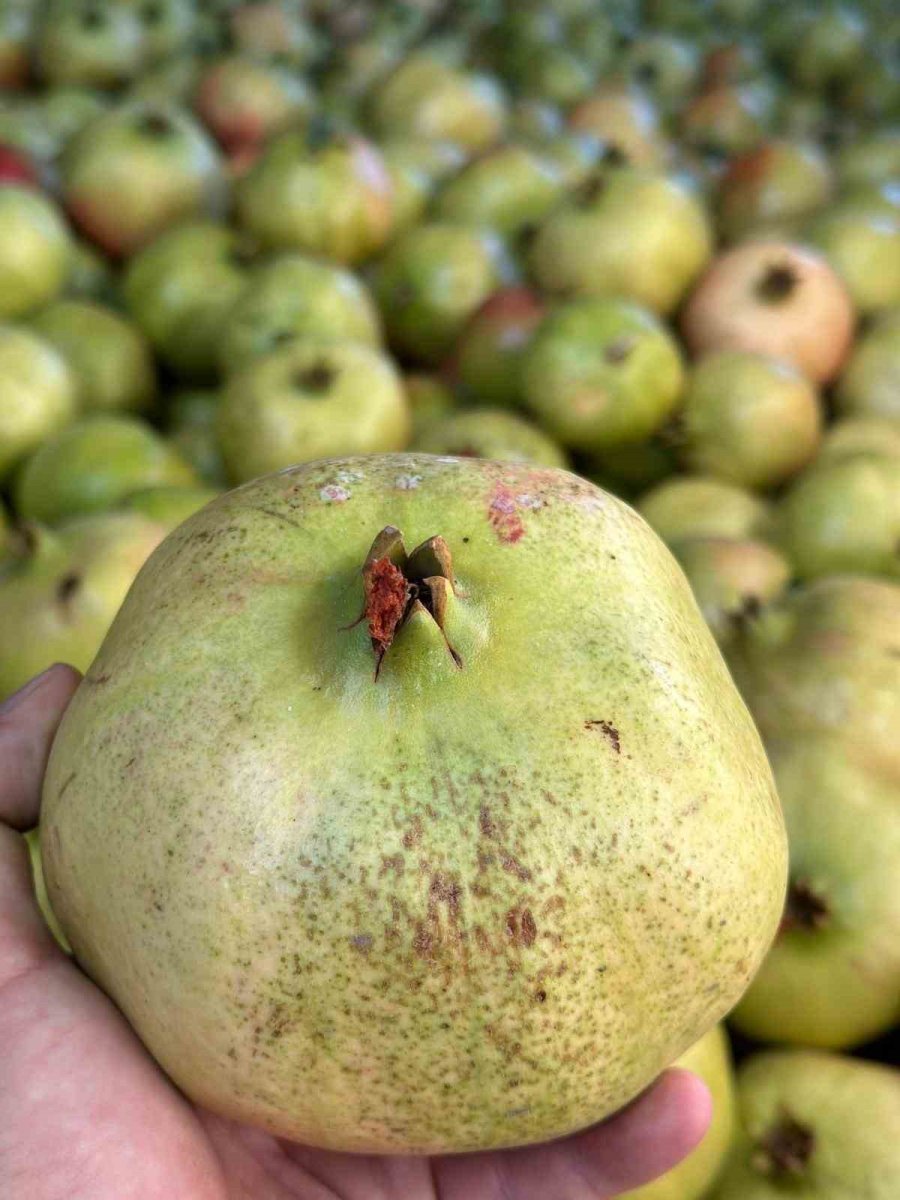 Antalya’da Coğrafi İşaretli Çekirdeksiz Narın Hasadı Başladı