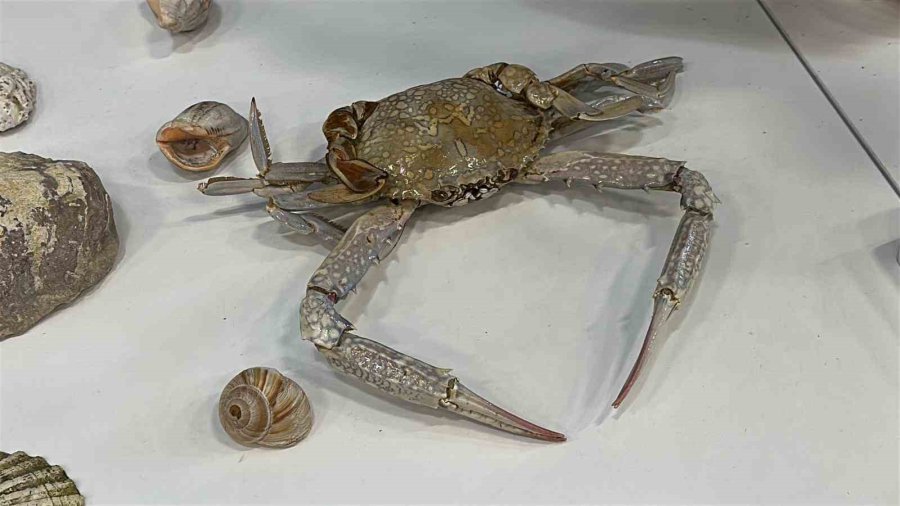 Ailesiyle Birlikte Topladığı 5 Bine Yakın Fosille Müze Kurdu