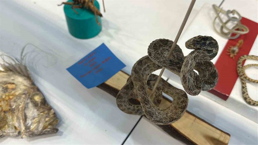 Ailesiyle Birlikte Topladığı 5 Bine Yakın Fosille Müze Kurdu