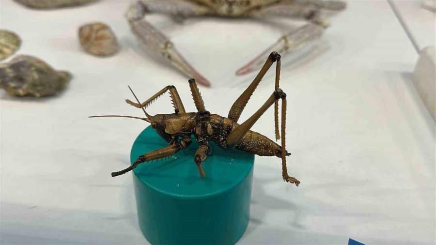 Ailesiyle Birlikte Topladığı 5 Bine Yakın Fosille Müze Kurdu