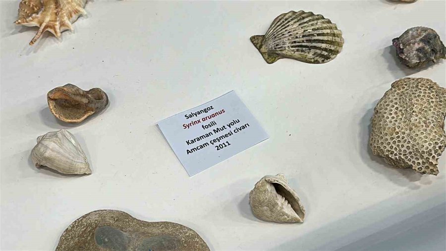 Ailesiyle Birlikte Topladığı 5 Bine Yakın Fosille Müze Kurdu