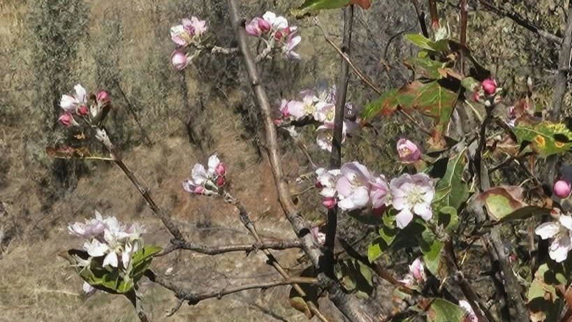 Yağış Beklenirken Bozkır’da Ağaçlar Çiçek Açtı