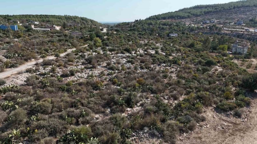 Kurak Tarlalardan Gelen Lezzet: Dikenli İncir Dondurmaya Dönüştü