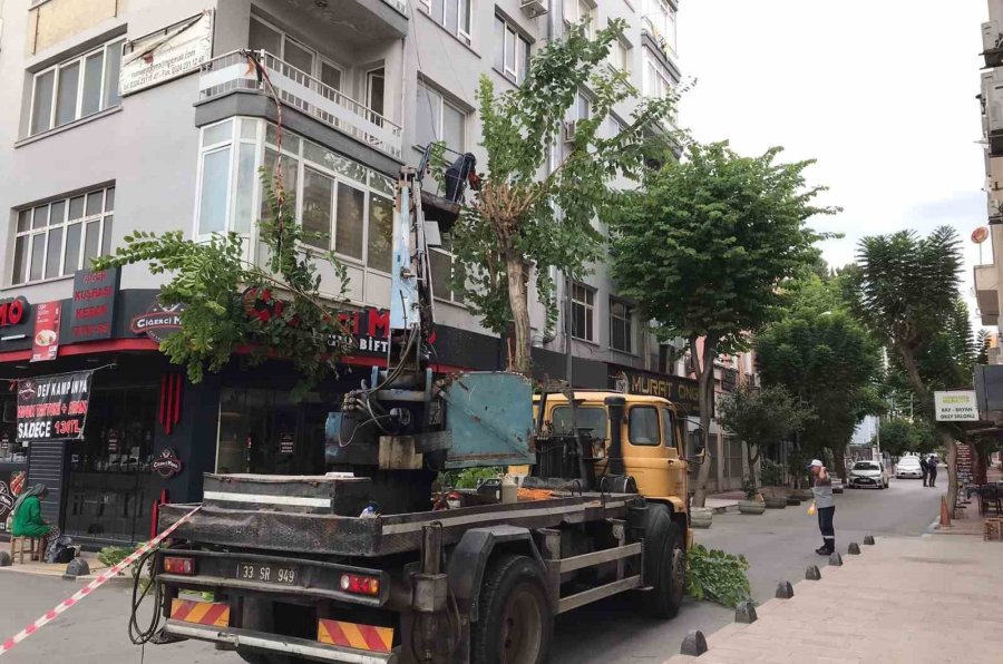 Akdeniz’de Ağaçlara Sonbahar Bakımı