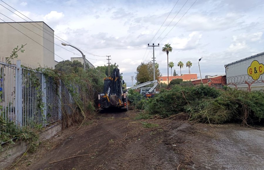 Akdeniz’de Ağaçlara Sonbahar Bakımı