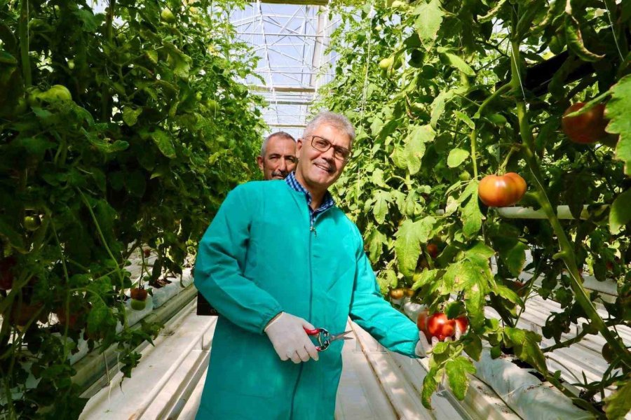 Niğde’de Jeotermal Enerjiyle Isıtılan Seralarda Domates Hasadı