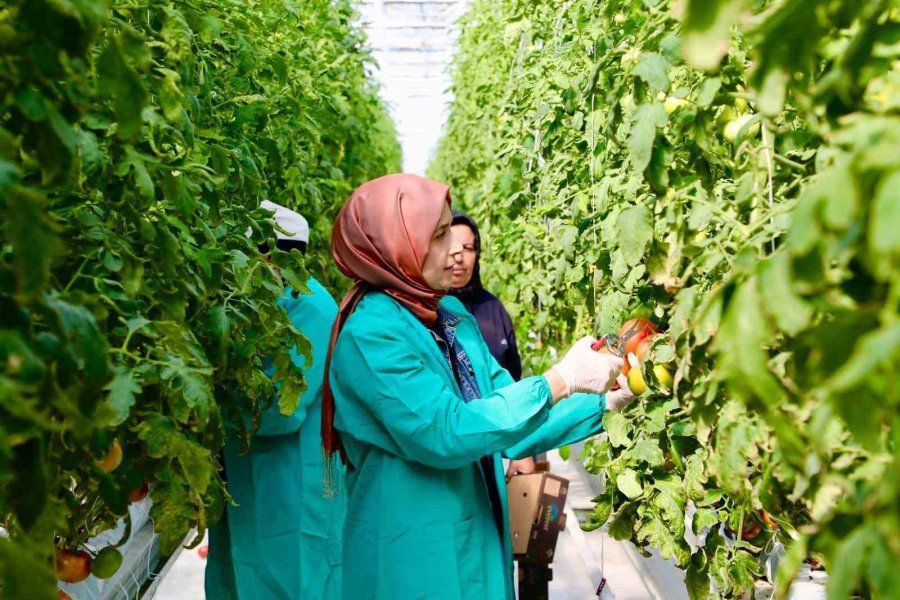 Niğde’de Jeotermal Enerjiyle Isıtılan Seralarda Domates Hasadı