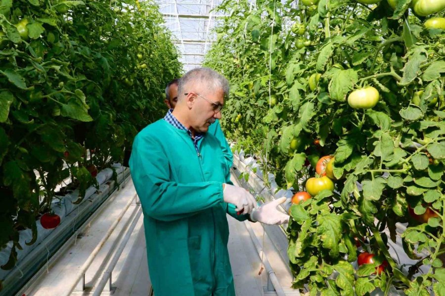 Niğde’de Jeotermal Enerjiyle Isıtılan Seralarda Domates Hasadı