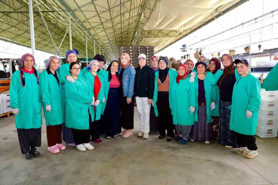 Niğde’de Jeotermal Enerjiyle Isıtılan Seralarda Domates Hasadı