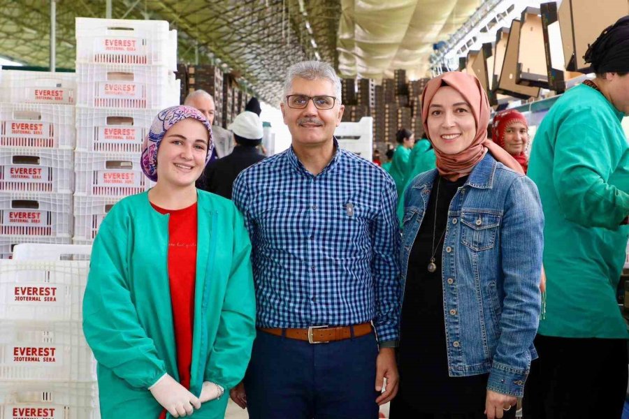 Niğde’de Jeotermal Enerjiyle Isıtılan Seralarda Domates Hasadı