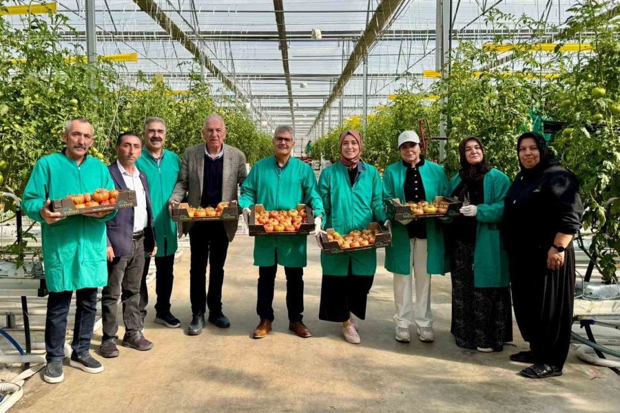 Niğde’de Jeotermal Enerjiyle Isıtılan Seralarda Domates Hasadı